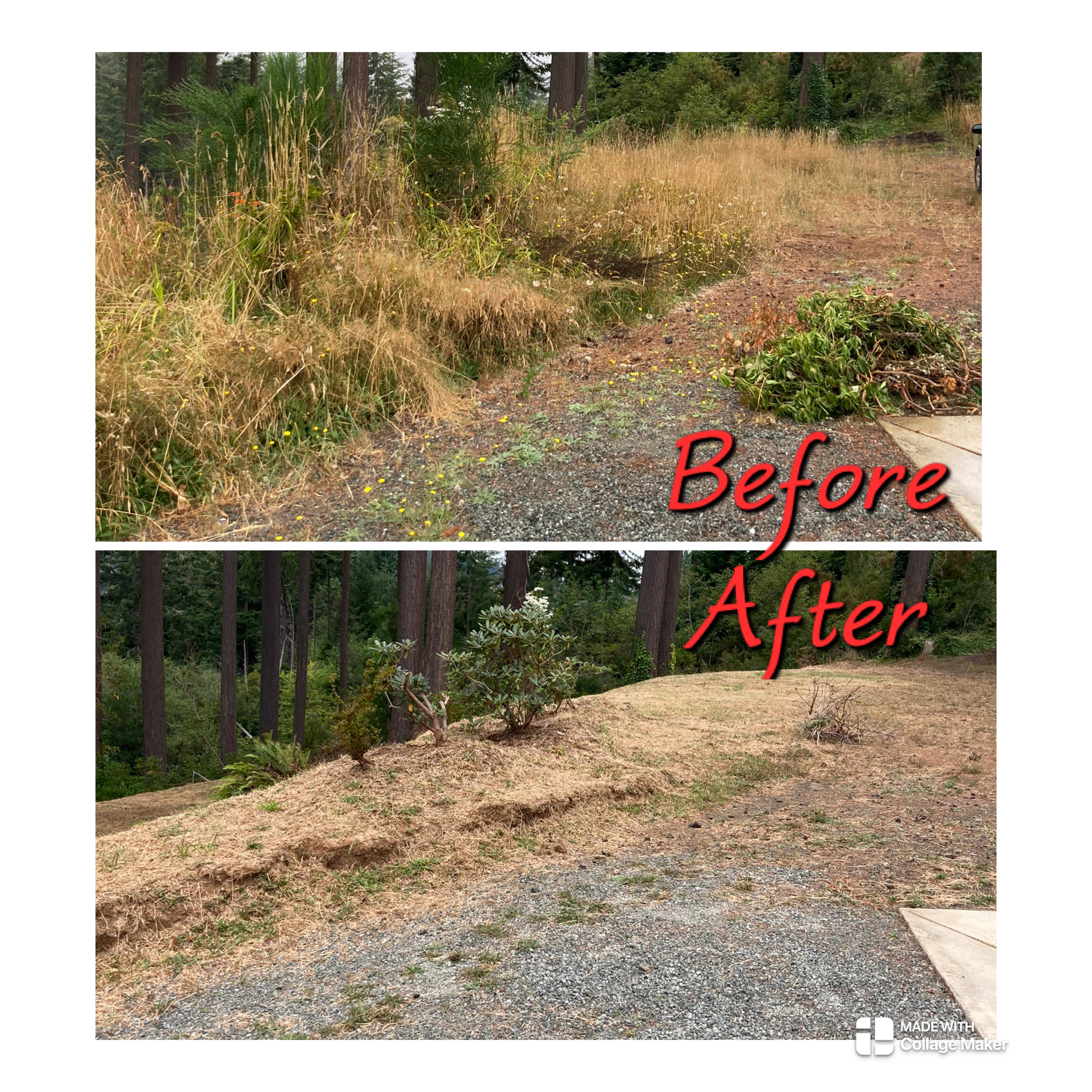 Brush clearing before and after