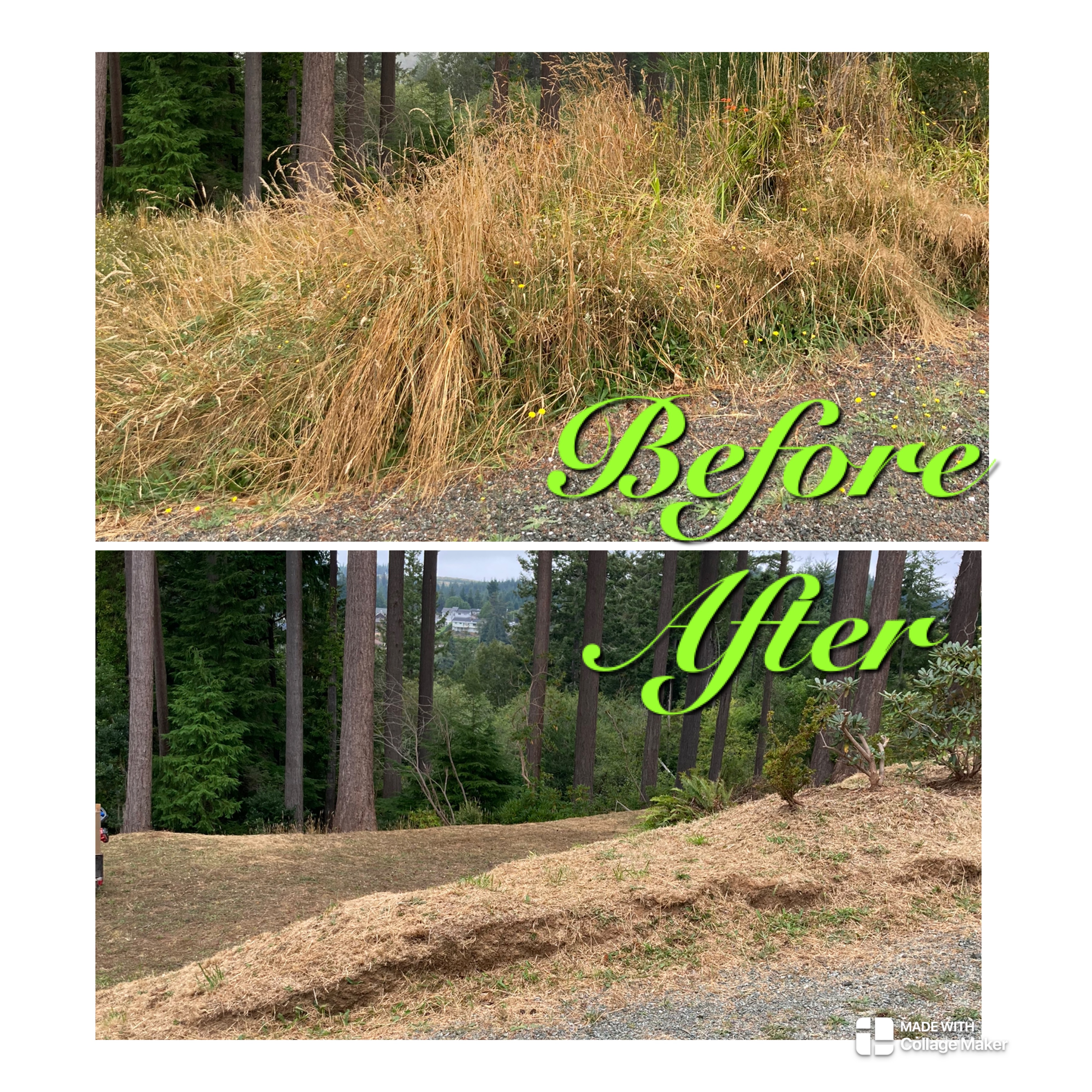 Brush clearing before and after