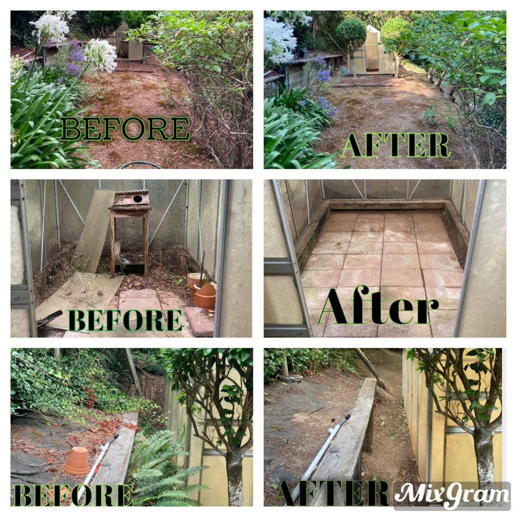 Driveway and hedge clearance before and after