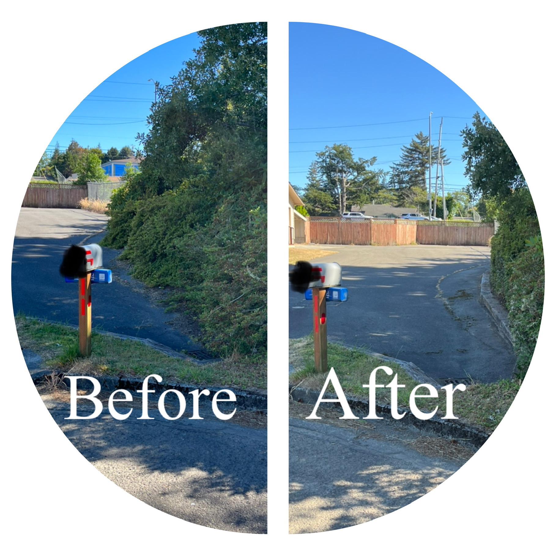 Overgrowth removal before and after