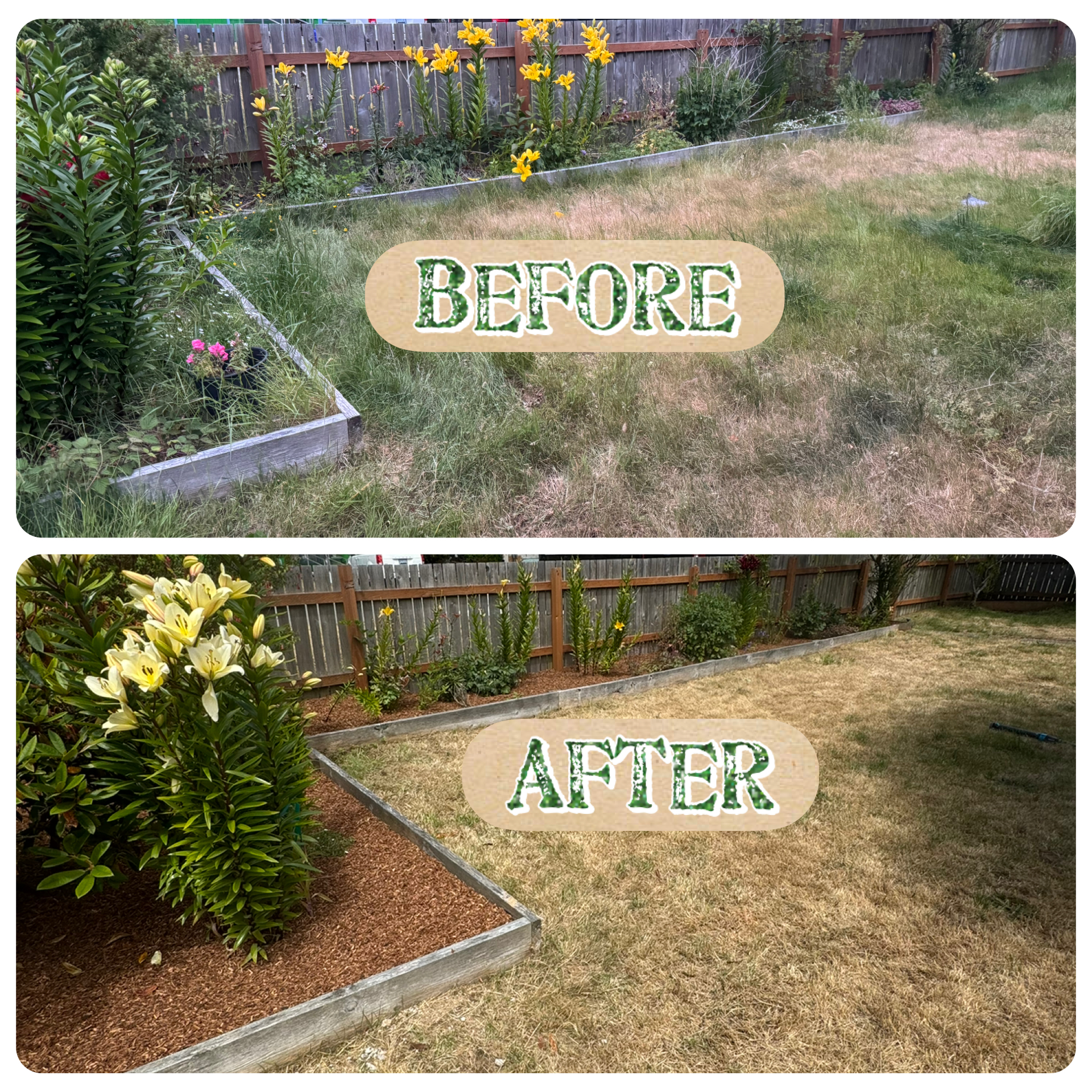 Shrub trimming before and after